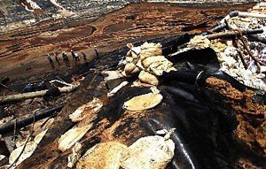 紫金矿业陷入环保门